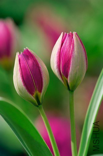 Tulipa humilis 'Persian Pearl' ����������"��˹����"