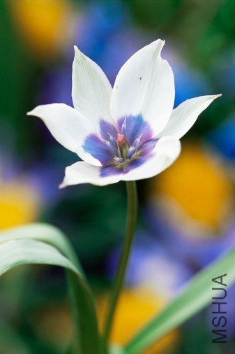 Tulipa humilis 'Albocaerulea Oculata' ����������"��ɫ����"