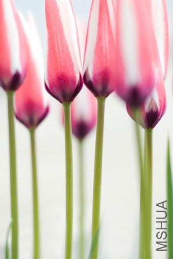 Tulipa clusiana 'Tinka' ��³��������"����"
