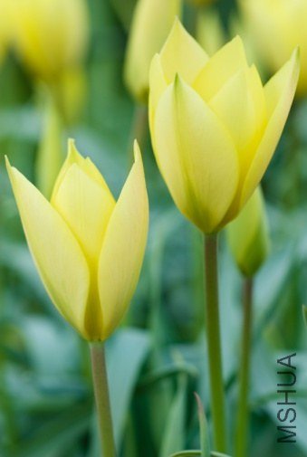 Tulipa clusiana 'Honky Tonk' ��³��������"������"