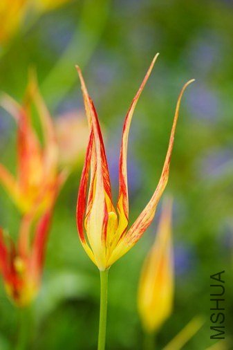 Tulipa acuminata ��������� 