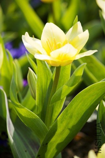Tulipa tarda 'White Fire' �ٻ�������"��ɫ����"