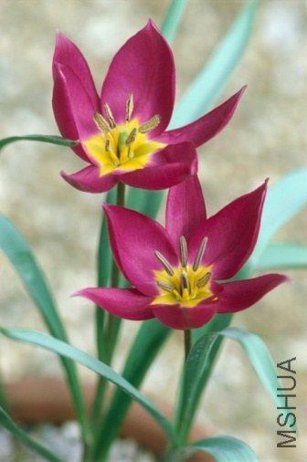 Tulipa violacea ����������