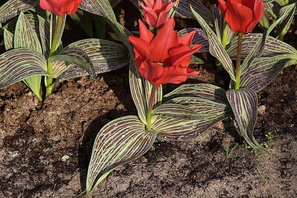 Tulipa greigii Ali baba .jpg