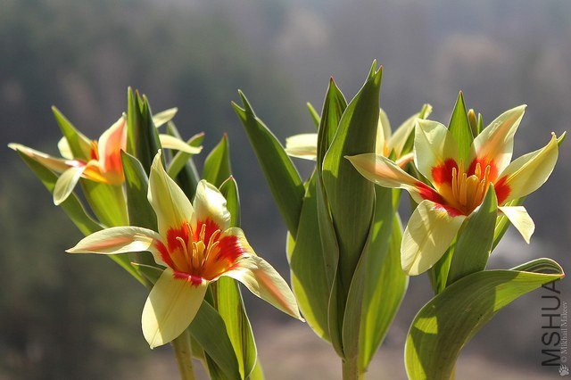 Tulipa kaufmanniana.jpg