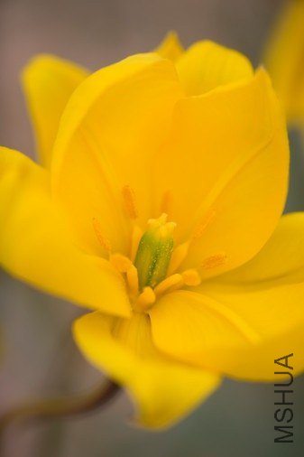 Tulipa sylvestris Ұ������