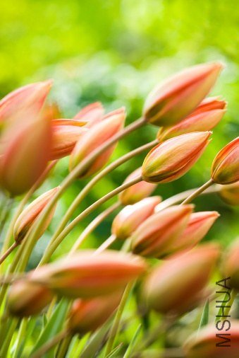 Tulipa orphanidea ����������