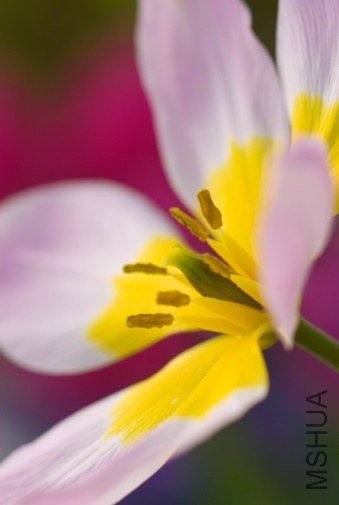 Tulipa bakeri 'Lilac Wonder' ����������"�����漣"  