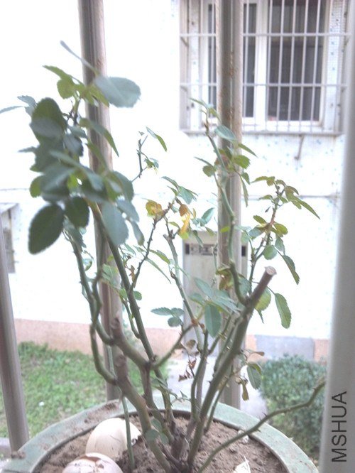 2012-11-19_15-51-33_99_����.jpg