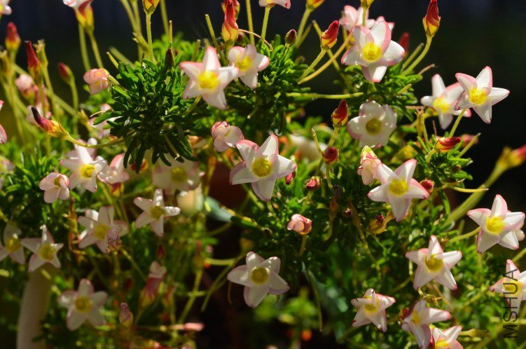 ������С Oxalis tenufolia ��˫ɫ20130101 007.JPG