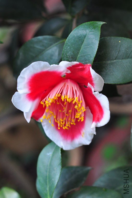 DSC_8452.JPG
