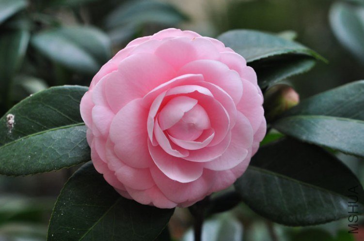 DSC_8462.JPG