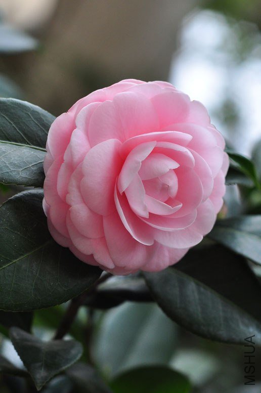 DSC_8463.JPG
