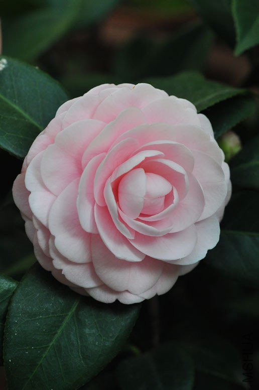 DSC_8467.JPG