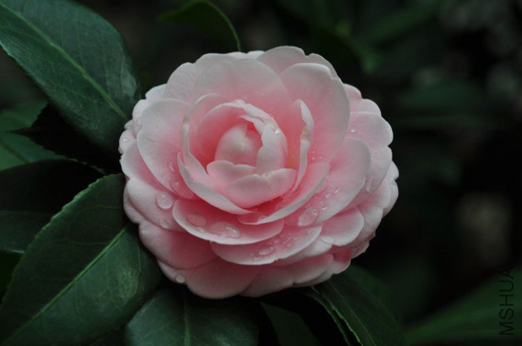DSC_8487.JPG