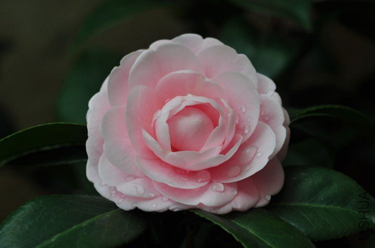 DSC_8488.JPG