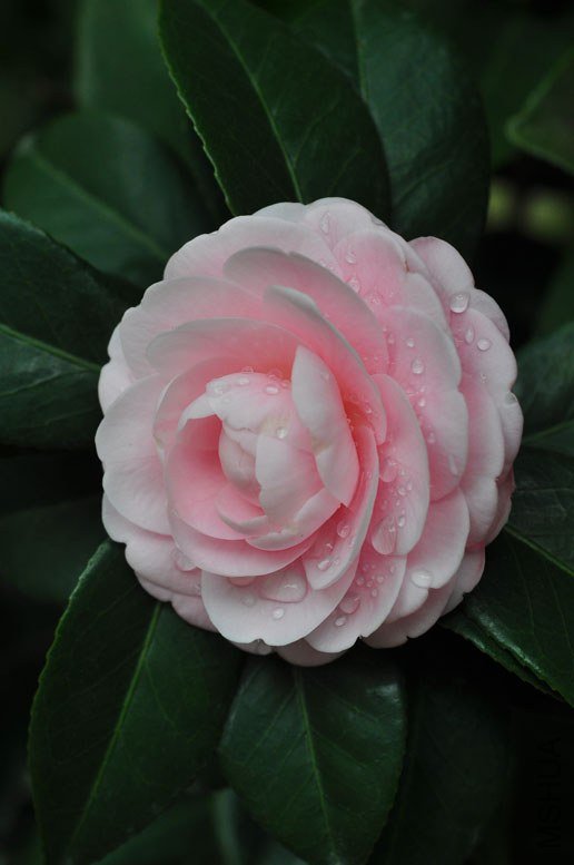 DSC_8489.JPG