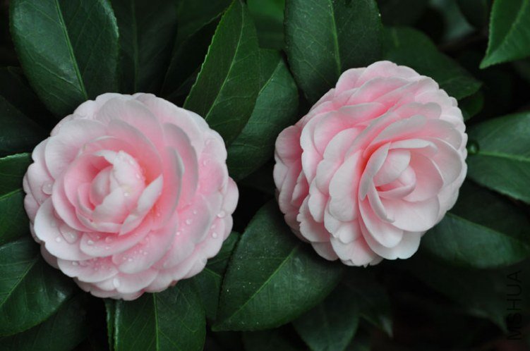 DSC_8490.JPG