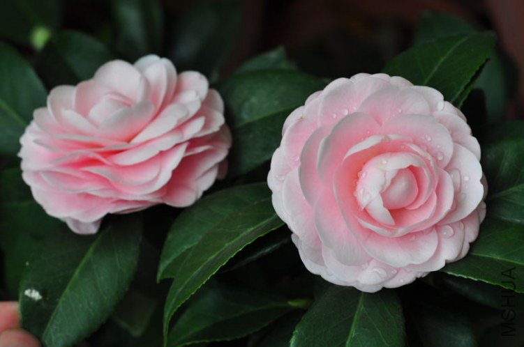 DSC_8491.JPG