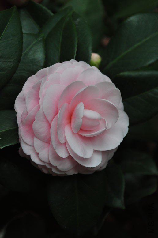 DSC_8561.JPG