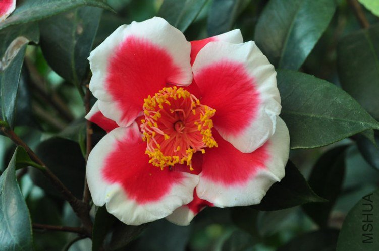 DSC_8474.JPG