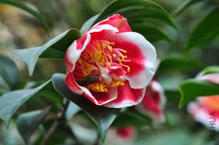DSC_8484.JPG