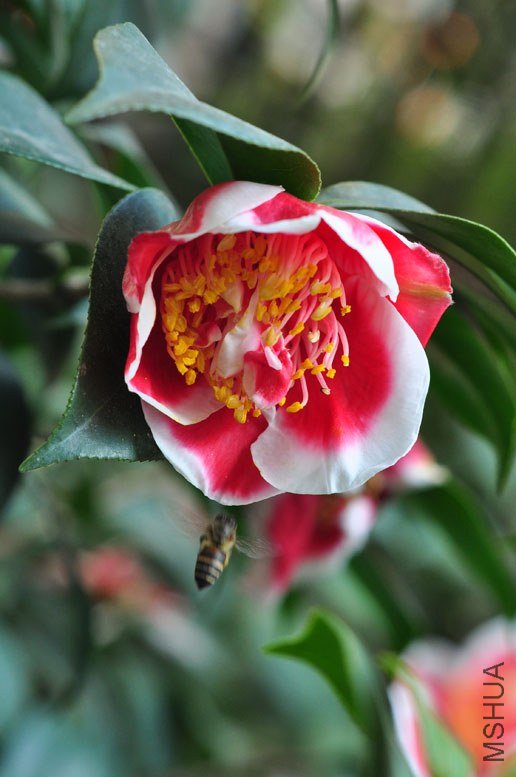 DSC_8485.JPG