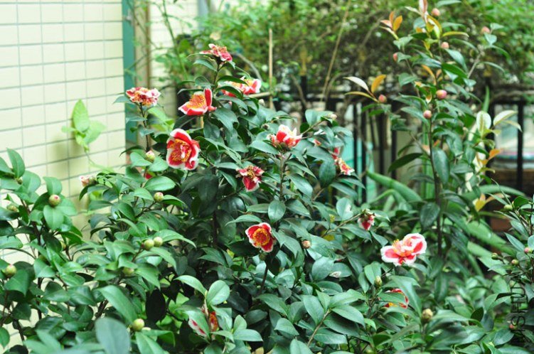 DSC_8493.JPG