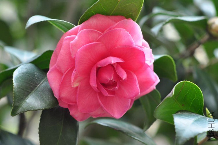 DSC_8504.JPG