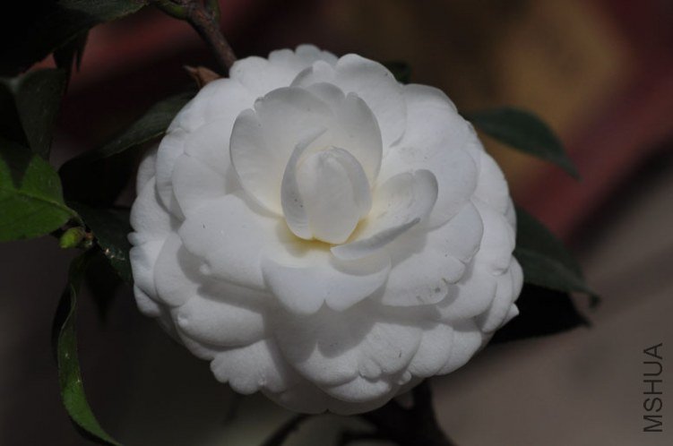 DSC_8513.JPG
