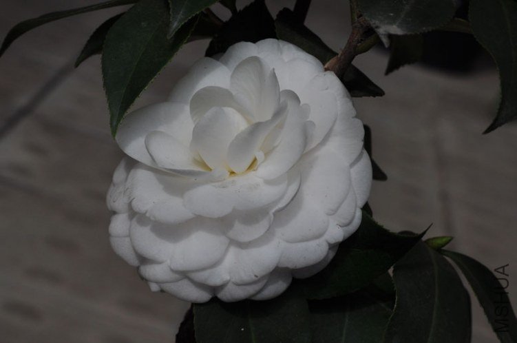 DSC_8537.JPG