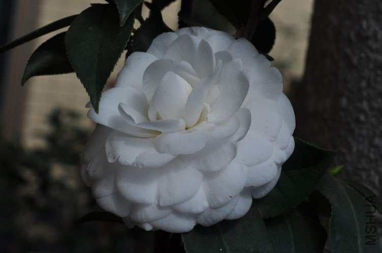 DSC_8549.JPG