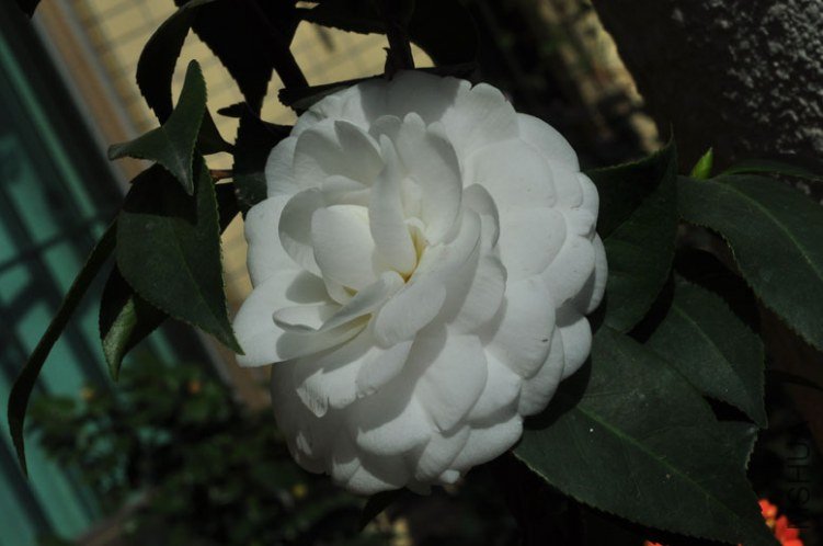 DSC_8553.JPG