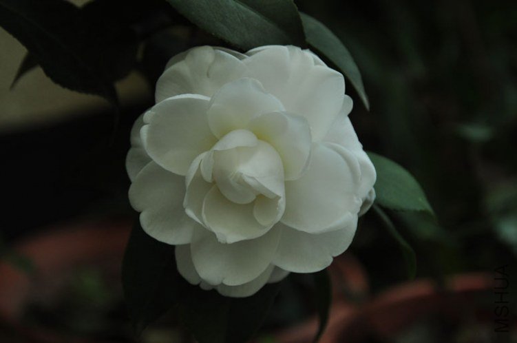 DSC_8562.JPG