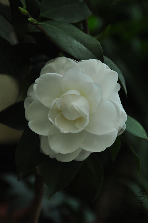 DSC_8564.JPG