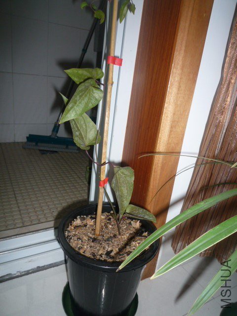 P1070569.JPG