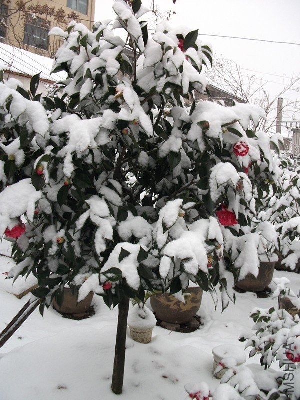 DSCF5501_����.jpg