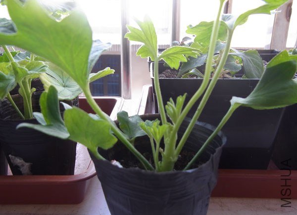 RIMG0304����.jpg