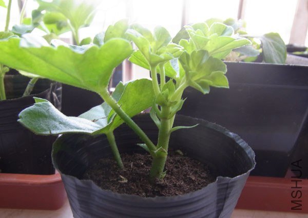 RIMG0302����.jpg