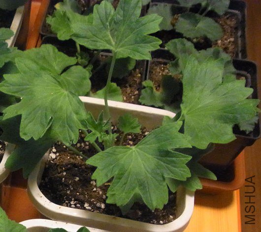 RIMG0197����.jpg