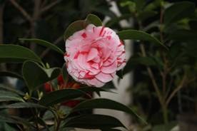 clip_image002.jpg