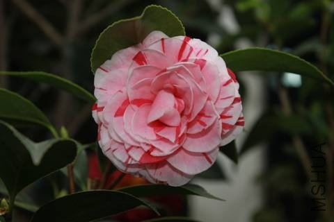 clip_image0012.jpg