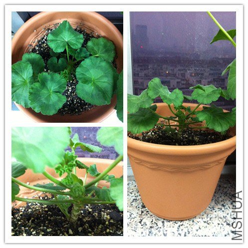 ֱ�������