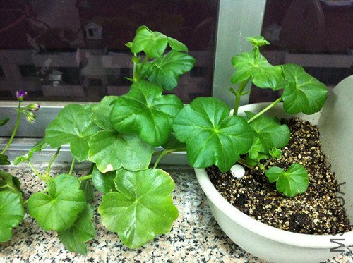 ��ɫ����