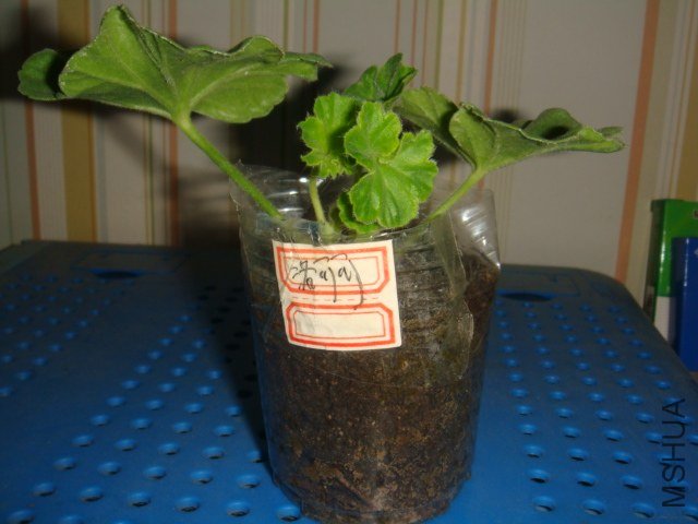 DSC08347.JPG