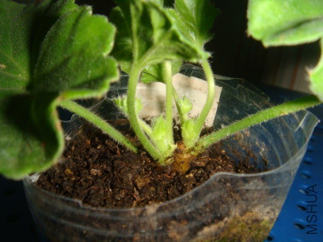 DSC08352.JPG