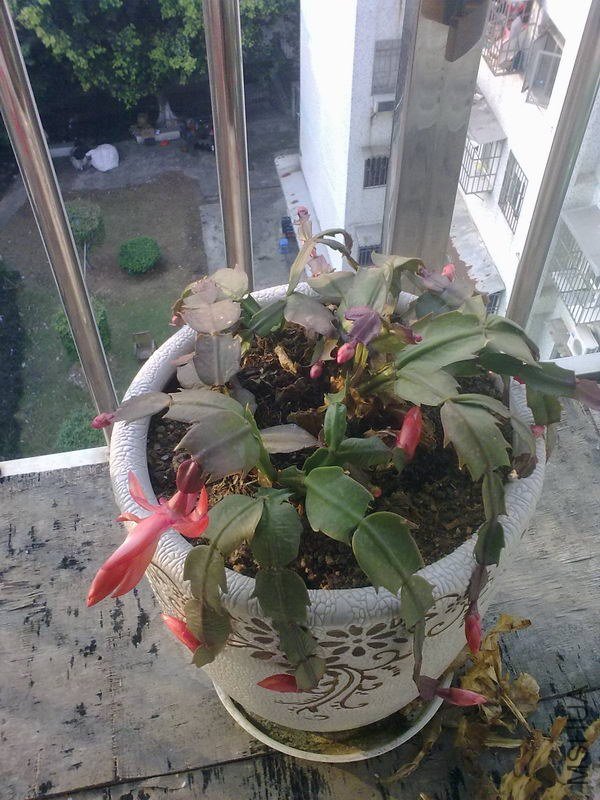 зצ1.jpg