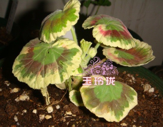 DSC08274.JPG