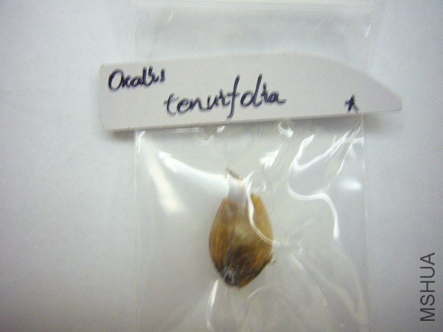 Oxalis tenufolia ��˫ɫ20120505 001.JPG