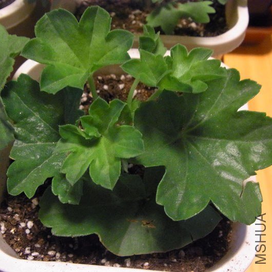 RIMG0204����.jpg